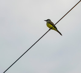  tirano melancólico (Tyrannus melancholicus),   tirano tropical, benteveo real , suirirí grande, suirirí real, sirirí común, juan caballero, chilero tropica, pitirre chicharrero, chiyo