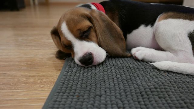Beagle puppy sleep on floor, close up portrait shot. Plush drop ears, black nose, white hind legs. Young dog rest on mat at living room, recreate after running and playing