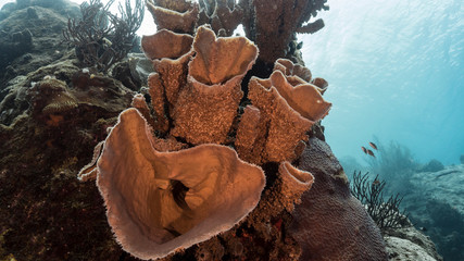 Seascape of coral reef in the Caribbean Sea around Curacao with spomge