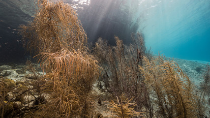 Seascape in shallow water of coral reef in Caribbean Sea / Curacao with fish, coral, sponge,view to surface and sunbeams