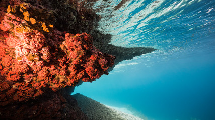 Seascape of coral reef in the Caribbean Sea around Curacao with fish, coral and sponge, view to...
