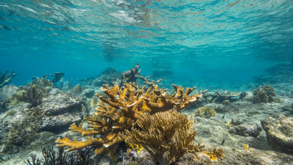 Naklejka na ściany i meble Seascape in shallow water of coral reef in the Caribbean Sea around Curacao with Elkhorn Coral and sponge