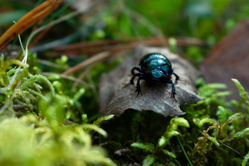 Dung beetle in the forest, close-up