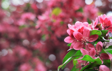 Fototapeta na wymiar Blossom pink spring flower. Spring time concept 