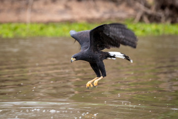 Ein freigestellter Schwarzbussard in der Seitenansicht im Sturzflug über dem Fluss