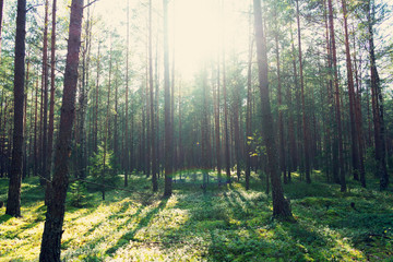 Green summer forest in the morning