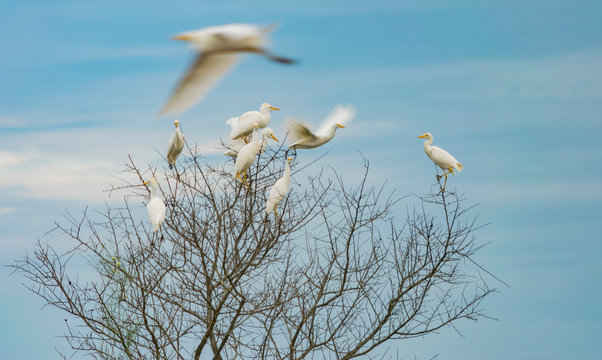 Garsas posadas en arboles secos