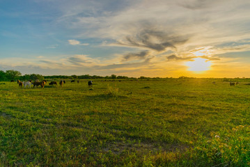 Atardecer de campo con vacas