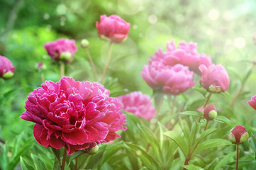 Leuchtende frische Pfingstrosen im Garten in Pink