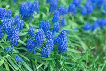 Tender blue muscari flowers in the daylight