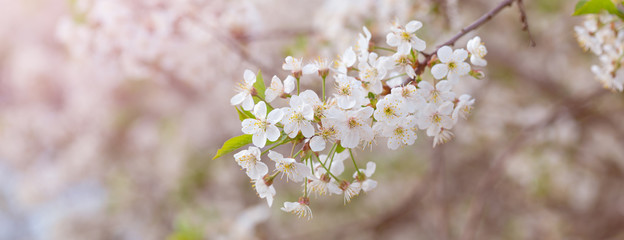 Full blossoming cherry tree branch with white flowers