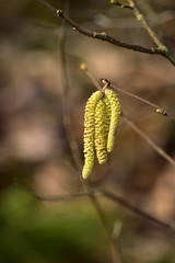 Catkins on hazel tree (Corylus avellana) in spring, close-up, shallow depth of field