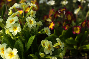 Red and yellow primrose in the garden against a background of white undersized flowers. Spring concept, beautiful flowers in the flowerbed