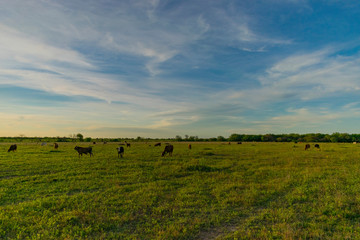 Paisaje de Campo Con Vacas