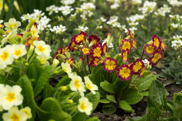 Red and yellow primrose in the garden against a background of white undersized flowers. Spring concept, beautiful flowers in the flowerbed