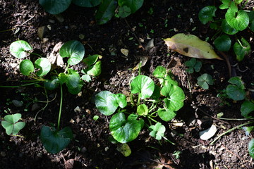  texture of small green leaves
