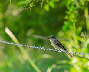 P&aacute;jaro posado en alambre p&uacute;as