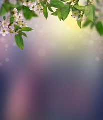 Cherry blossoms over blurred nature background. Spring Background with bokeh. Flowers cherry with young green leaves