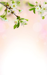 Cherry blossom. Blossom tree over nature background. Sacura cherry-tree. Spring flowers. Spring flowers pattern.