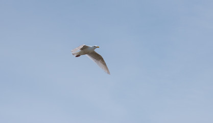 seagull in flight