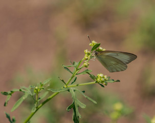 Mariposa blanca sudamericana, Mathania