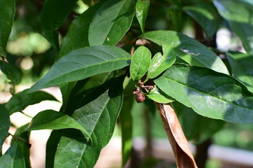  texture of large leaves of intense green color