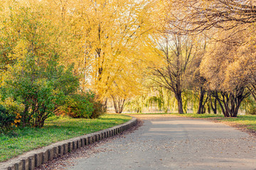 Yellow autumn forest in the Park, road