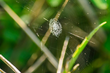 Telaraña