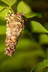 small insect cocoon on tree branch