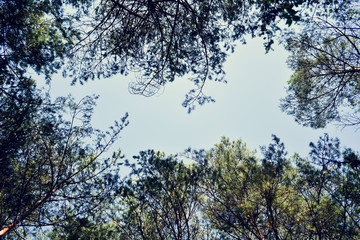 Fototapeta premium Crowns of sequoia trees, blue sky, background, copy space, top from below