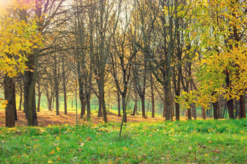 Autumn landscape in the forest