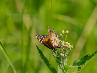 mariposa monarca del sur (Danaus erippus)