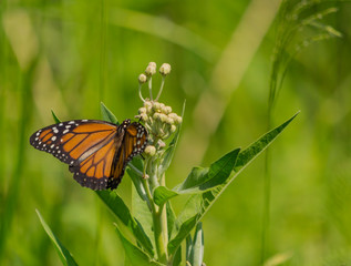 mariposa monarca del sur (Danaus erippus)