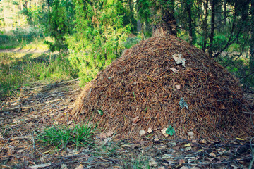 Fototapeta premium Anthill in the forest, forest landscape