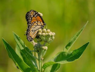 mariposa monarca del sur (Danaus erippus)