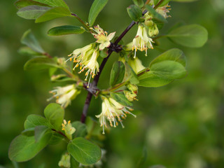 Blooming honeyberry (Lonicera caerulea) bush in May, closeup with selective focus and copy space