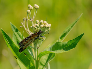 mariposa monarca del sur (Danaus erippus)