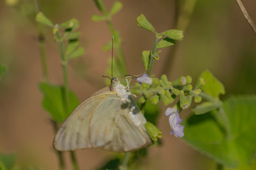 Mariposa blanca sudamericana, Mathania