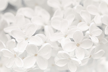 Natural background of white lilac flowers close-up. - obrazy, fototapety, plakaty