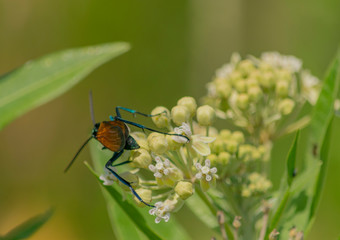  San Jorge , Avispa Posado en flor