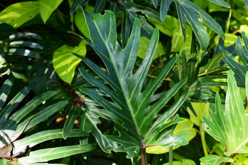  texture of large leaves of intense green color