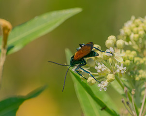  San Jorge , Avispa Posado en flor