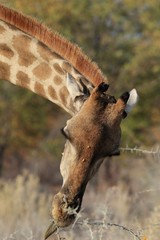 Namibia Etosha Giraffa