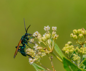  San Jorge , Avispa Posado en flor