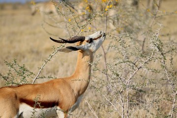Springbok Namibia Etosha
