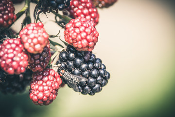 blackberries on a branch