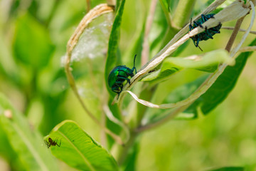 Escarabajo Verde Metalico