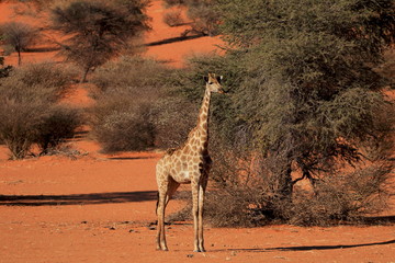 Giraffa Kalahari
