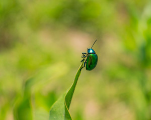 Escarabajo Verde Metálico en la punta de Hoja