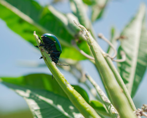 Escarabajo Verde Metálico en la punta de Hoja